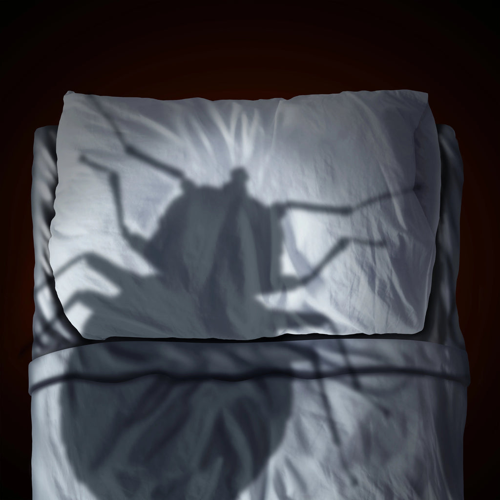 Camino Bed Bug Check: The 1-Minute Method